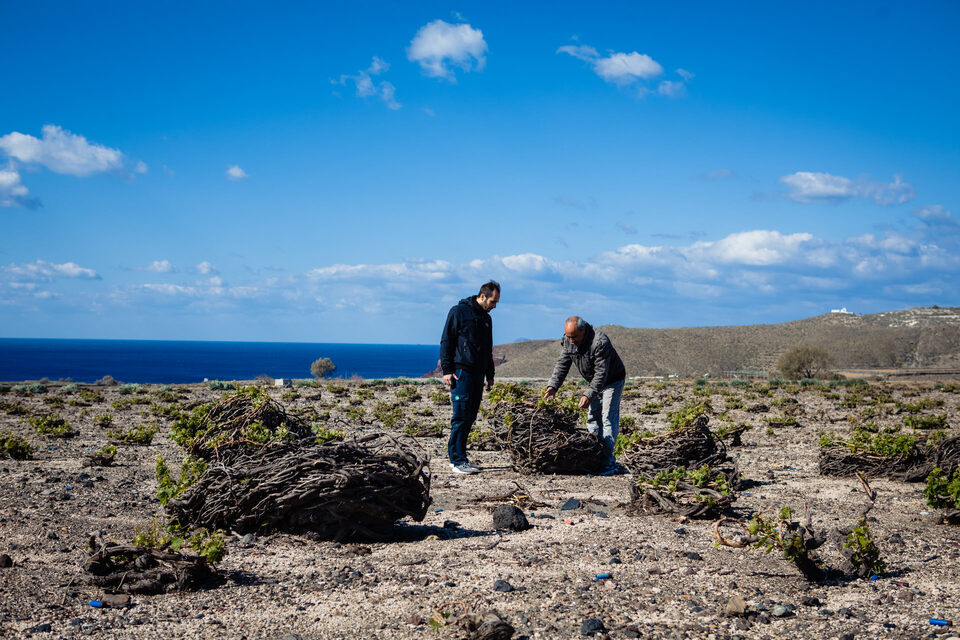 Santorini Wine Tasting Experience: Farmers Tending to Vineyard